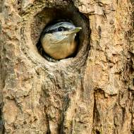 oiseaux_046