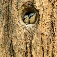 oiseaux_047