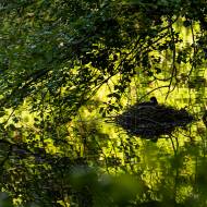 oiseaux_048
