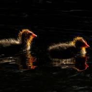 oiseaux_050