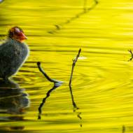 oiseaux_051