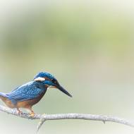 oiseaux_052bis