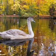 oiseaux_056