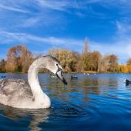 oiseaux_057