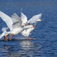 oiseaux_058