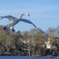 oiseaux_059
