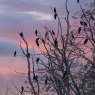 oiseaux_060