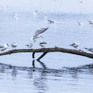 oiseaux_062