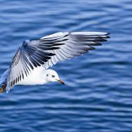 oiseaux_063