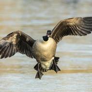 oiseaux_064