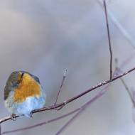 oiseaux_065
