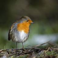 oiseaux_066