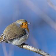oiseaux_067