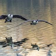 oiseaux_068