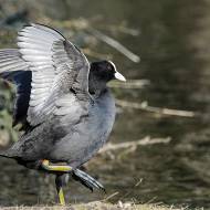 oiseaux_069