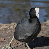 oiseaux_070