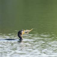 oiseaux_071