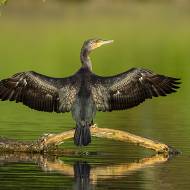 oiseaux_072