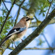oiseaux_074