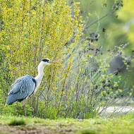 oiseaux_075