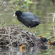 oiseaux_076