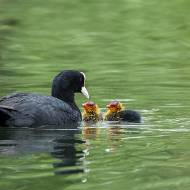 oiseaux_077