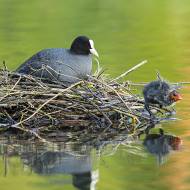 oiseaux_078