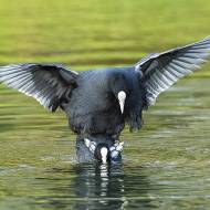 oiseaux_079