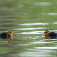 oiseaux_080