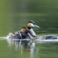 oiseaux_081