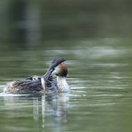 oiseaux_082