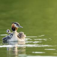 oiseaux_083