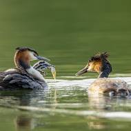 oiseaux_084