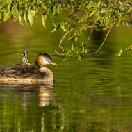 oiseaux_086
