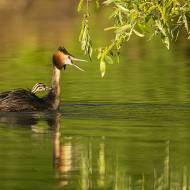 oiseaux_087