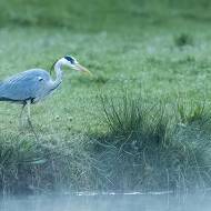 oiseaux_089