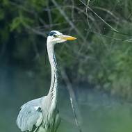 oiseaux_090