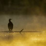 oiseaux_091