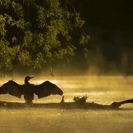 oiseaux_092