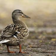 oiseaux_093