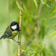 oiseaux_094