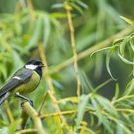 oiseaux_095