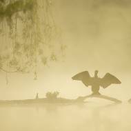 oiseaux_096