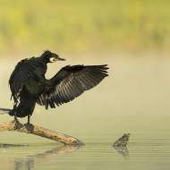 oiseaux_097
