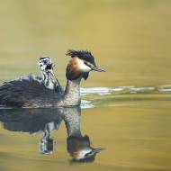 oiseaux_098