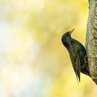 oiseaux_099