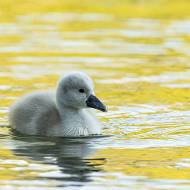 oiseaux_102