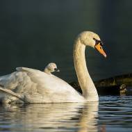 oiseaux_104