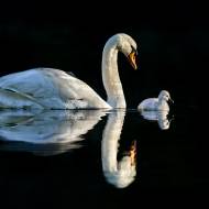 oiseaux_105