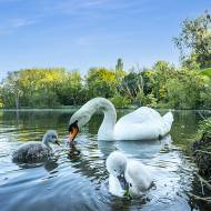 oiseaux_106
